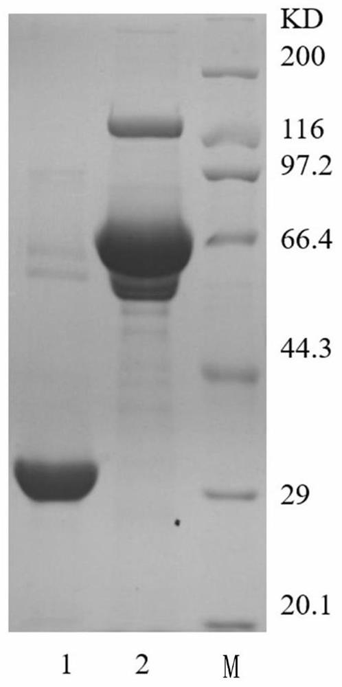 Anti-human abnormal prothrombin antibody and its application