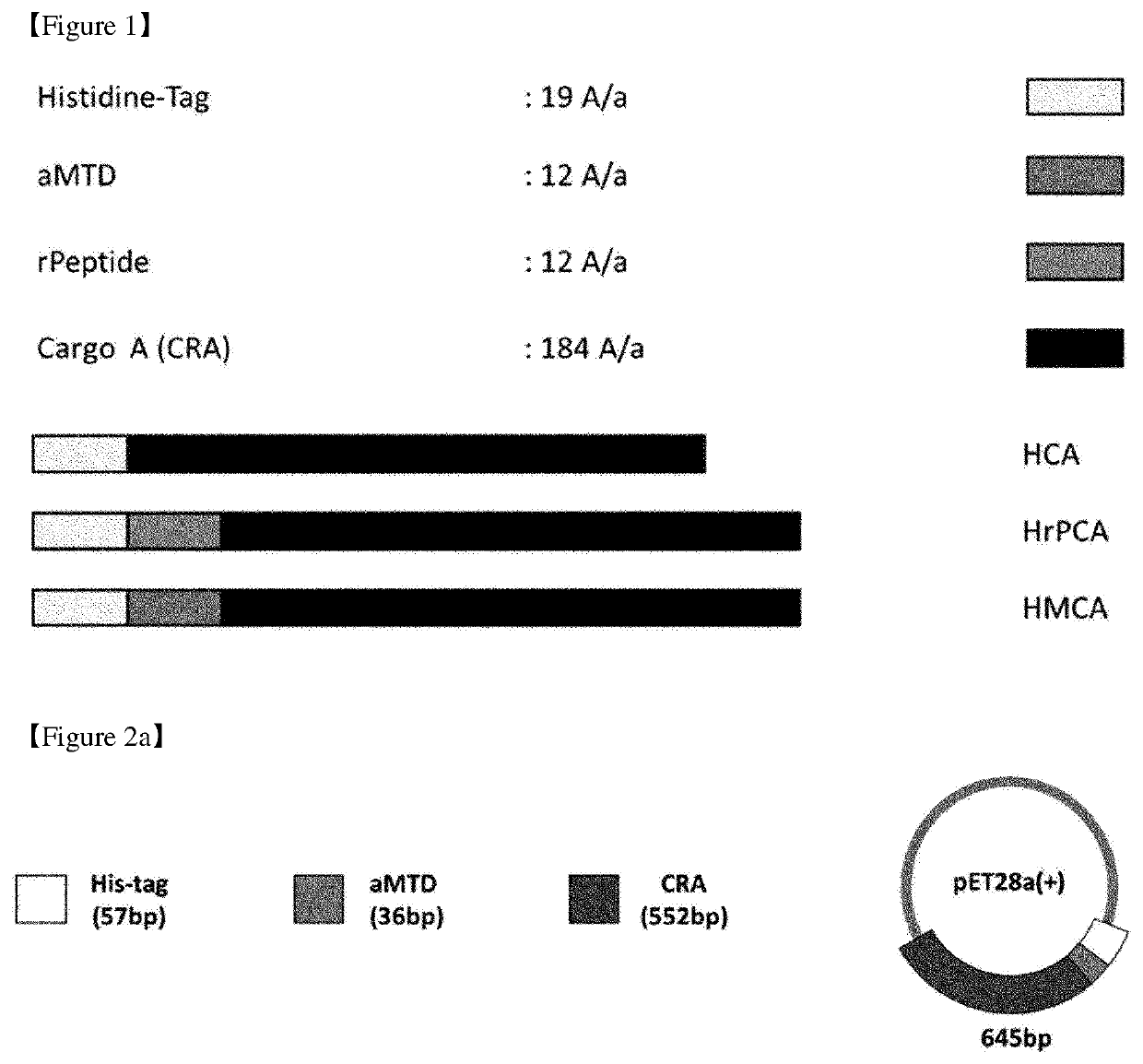 Cell-permeable (CP)-Δ SOCS3 recombinant protein and uses thereof