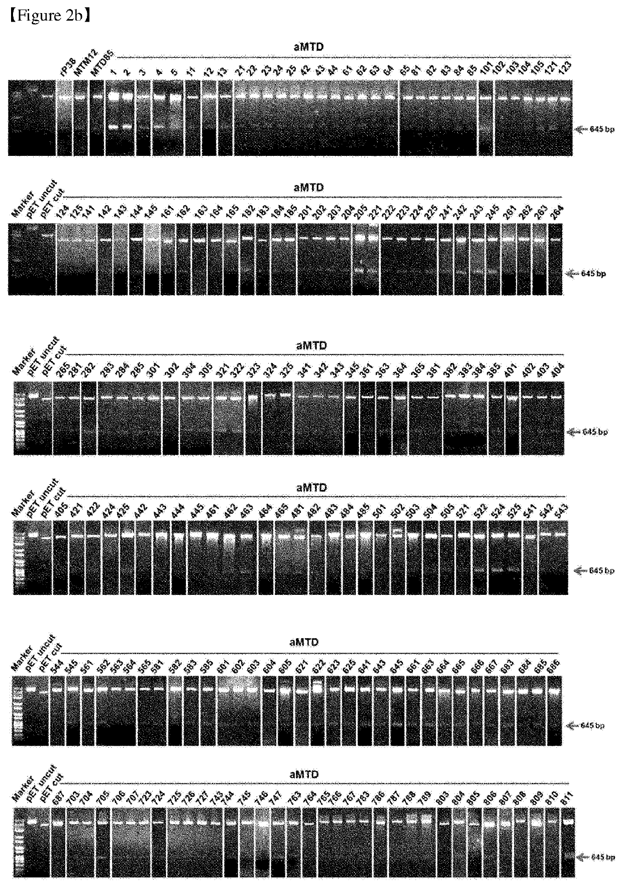 Cell-permeable (CP)-Δ SOCS3 recombinant protein and uses thereof