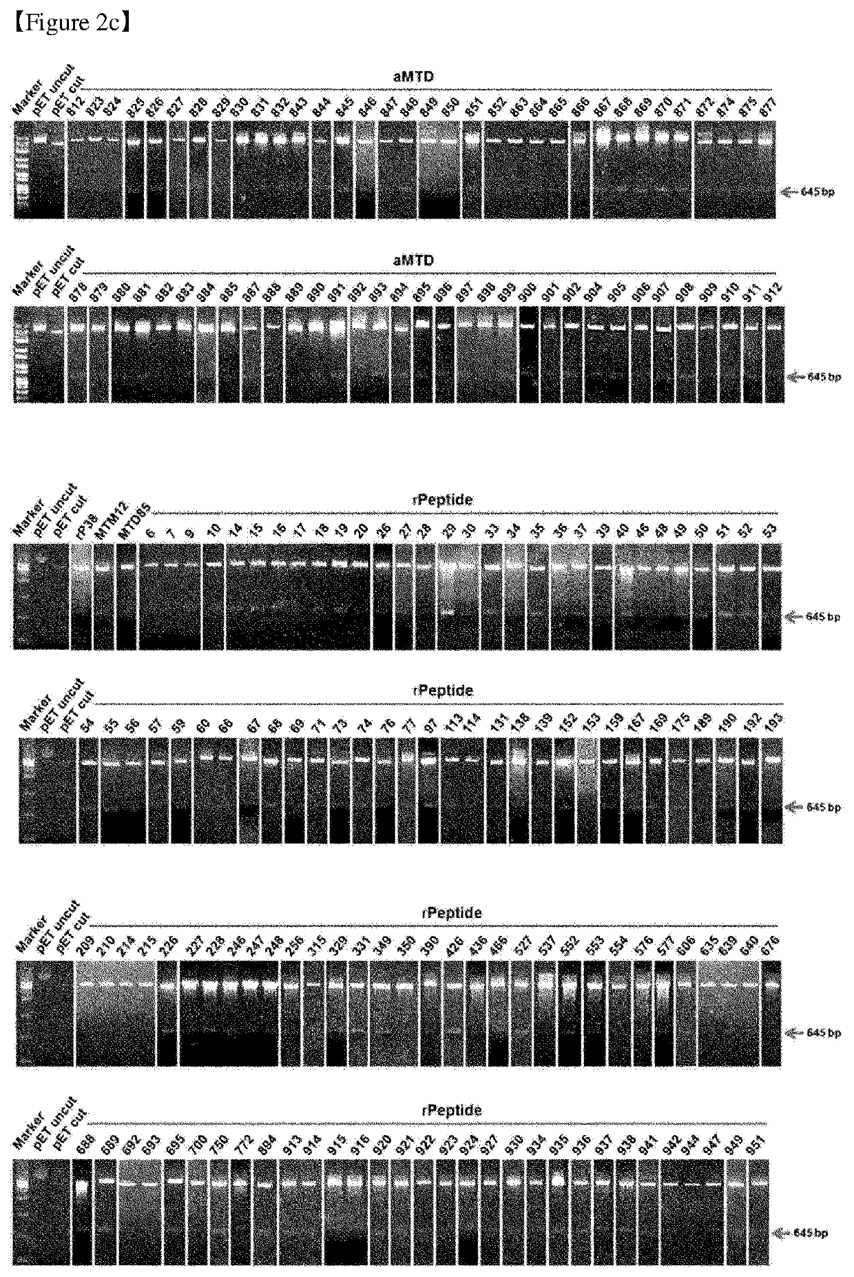 Cell-permeable (CP)-Δ SOCS3 recombinant protein and uses thereof