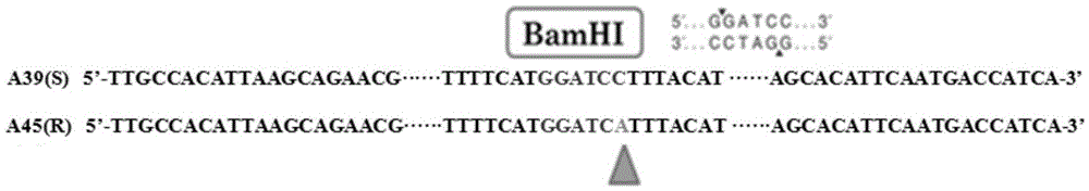 CAPS molecular marker based on tomato yellow leaf curl virus disease resistance gene Ty-3