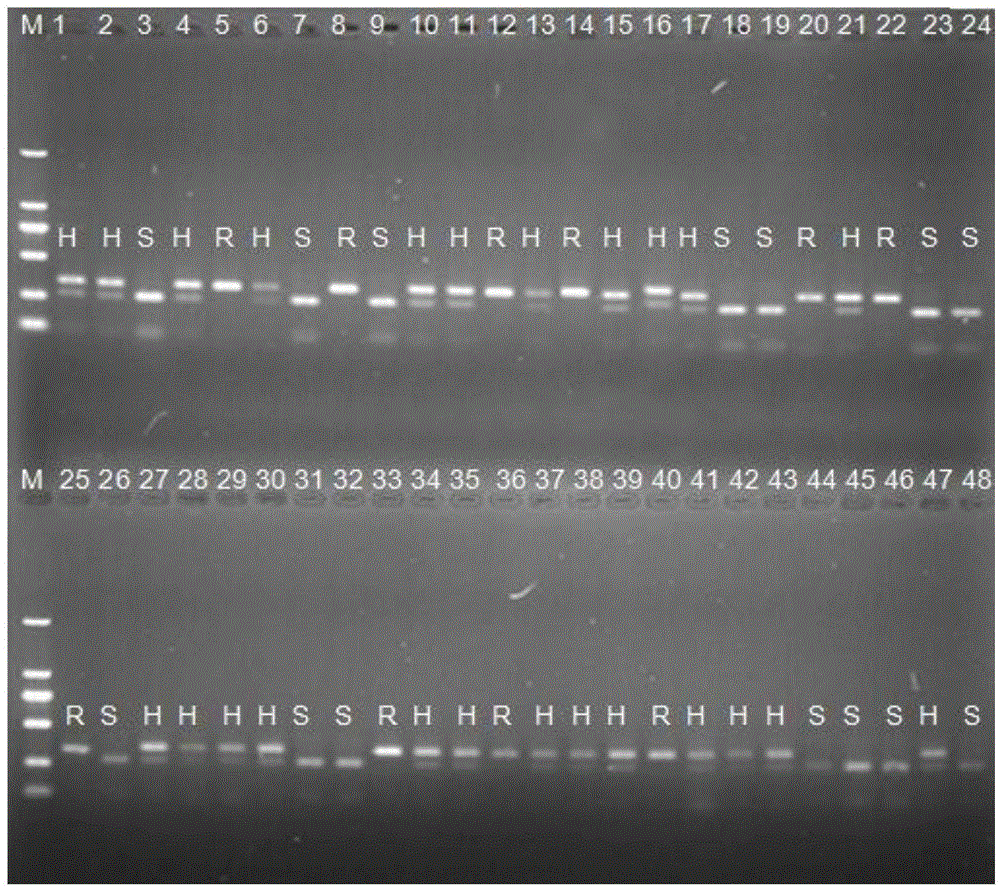 CAPS molecular marker based on tomato yellow leaf curl virus disease resistance gene Ty-3