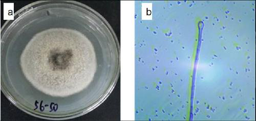 Toona sinensis endophytic fungus 56-50 and its secondary metabolites, preparation method and application