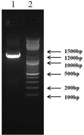 Toona sinensis endophytic fungus 56-50 and its secondary metabolites, preparation method and application