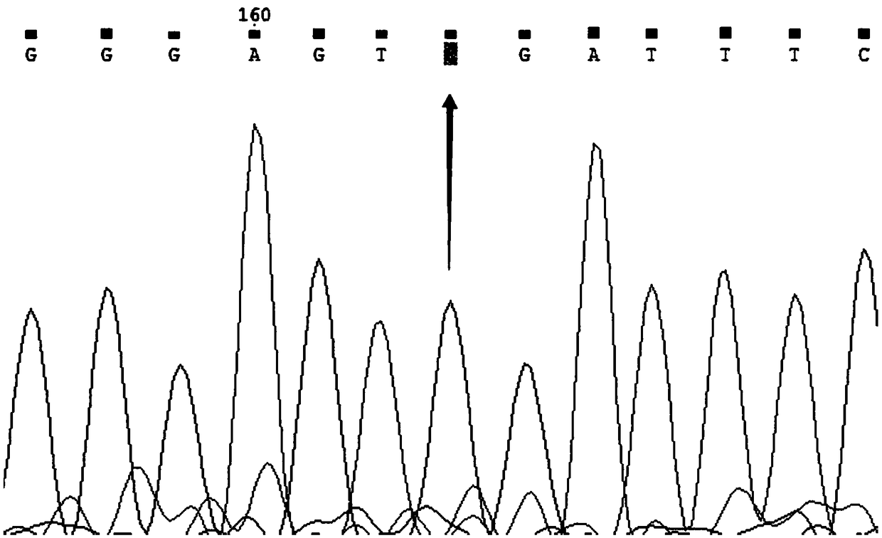 Designing and detecting method and application of SNP (single nucleotide polymorphism)-type non-competitive probes