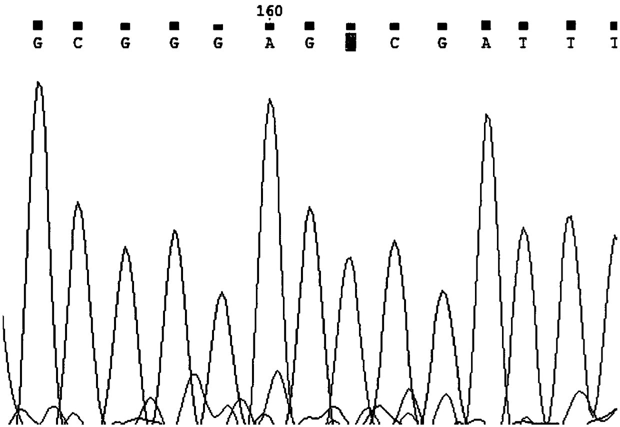 Designing and detecting method and application of SNP (single nucleotide polymorphism)-type non-competitive probes