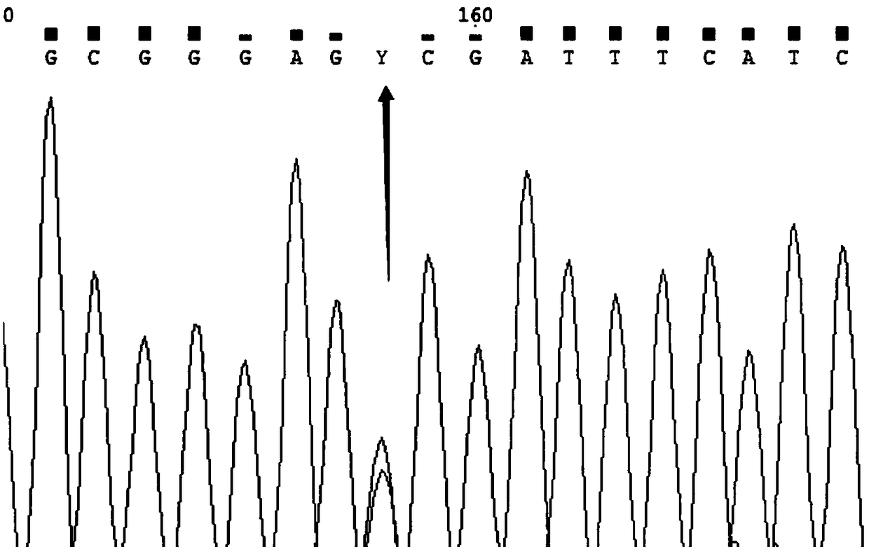 Designing and detecting method and application of SNP (single nucleotide polymorphism)-type non-competitive probes