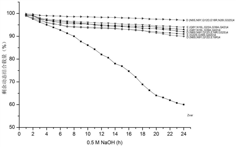 Recombinant Protein A protein and preparation method of affinity chromatography medium