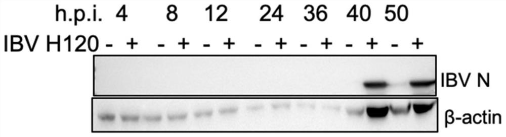 Cell strain for expressing Furin protein and application of cell strain in culture of avian infectious bronchitis virus