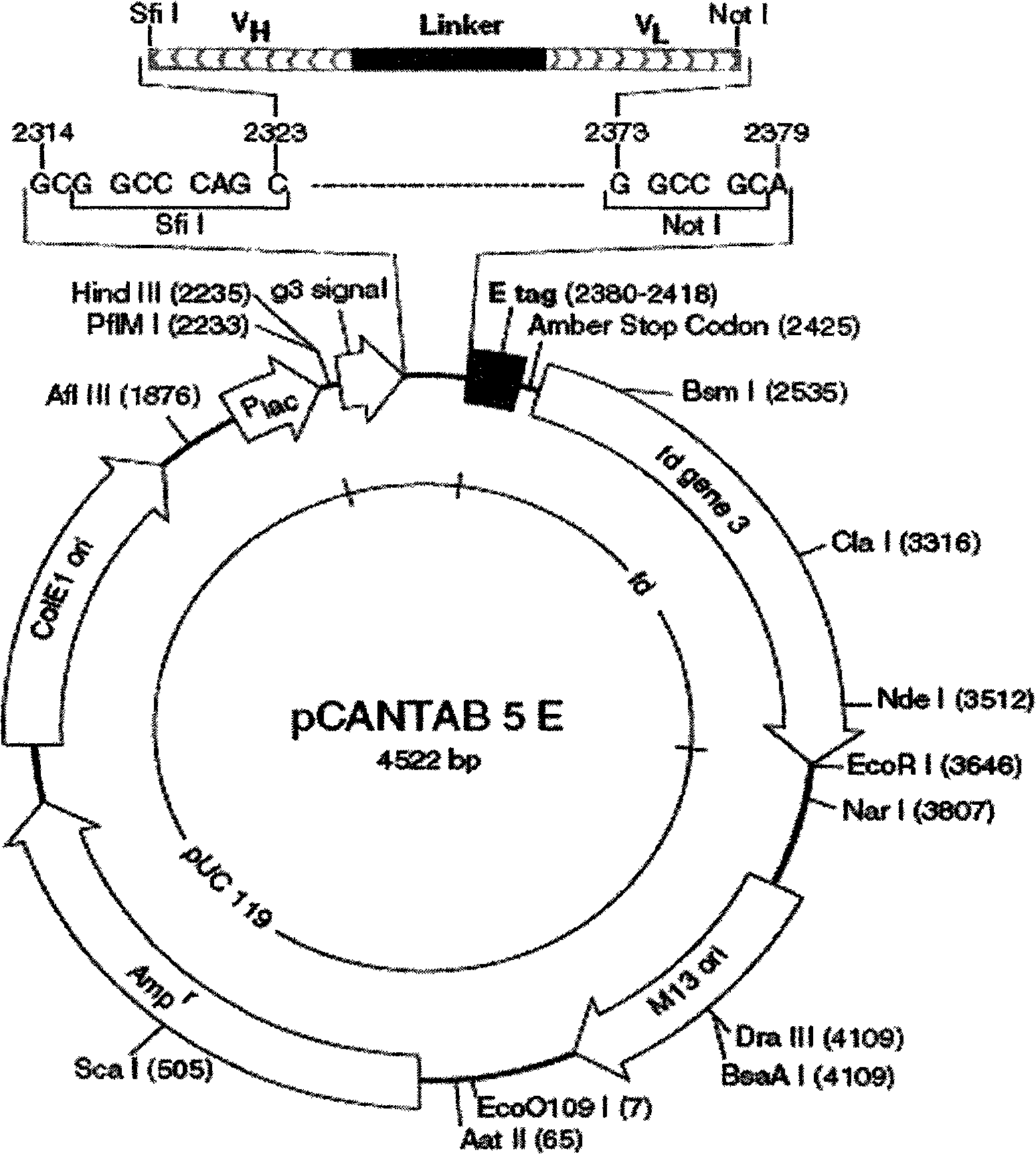 Antibody library of bacteriophages and applications in immunoassay of pesticide residue