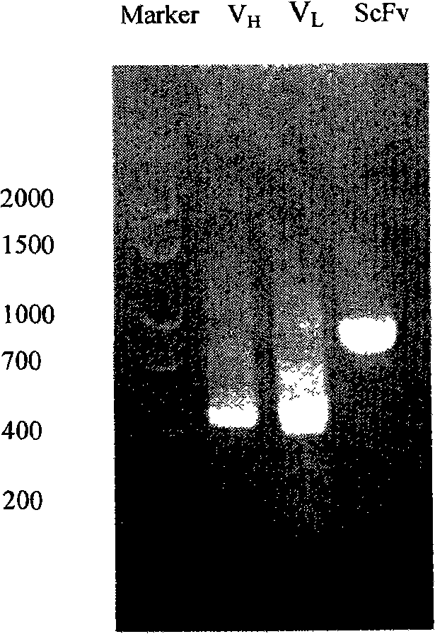 Antibody library of bacteriophages and applications in immunoassay of pesticide residue