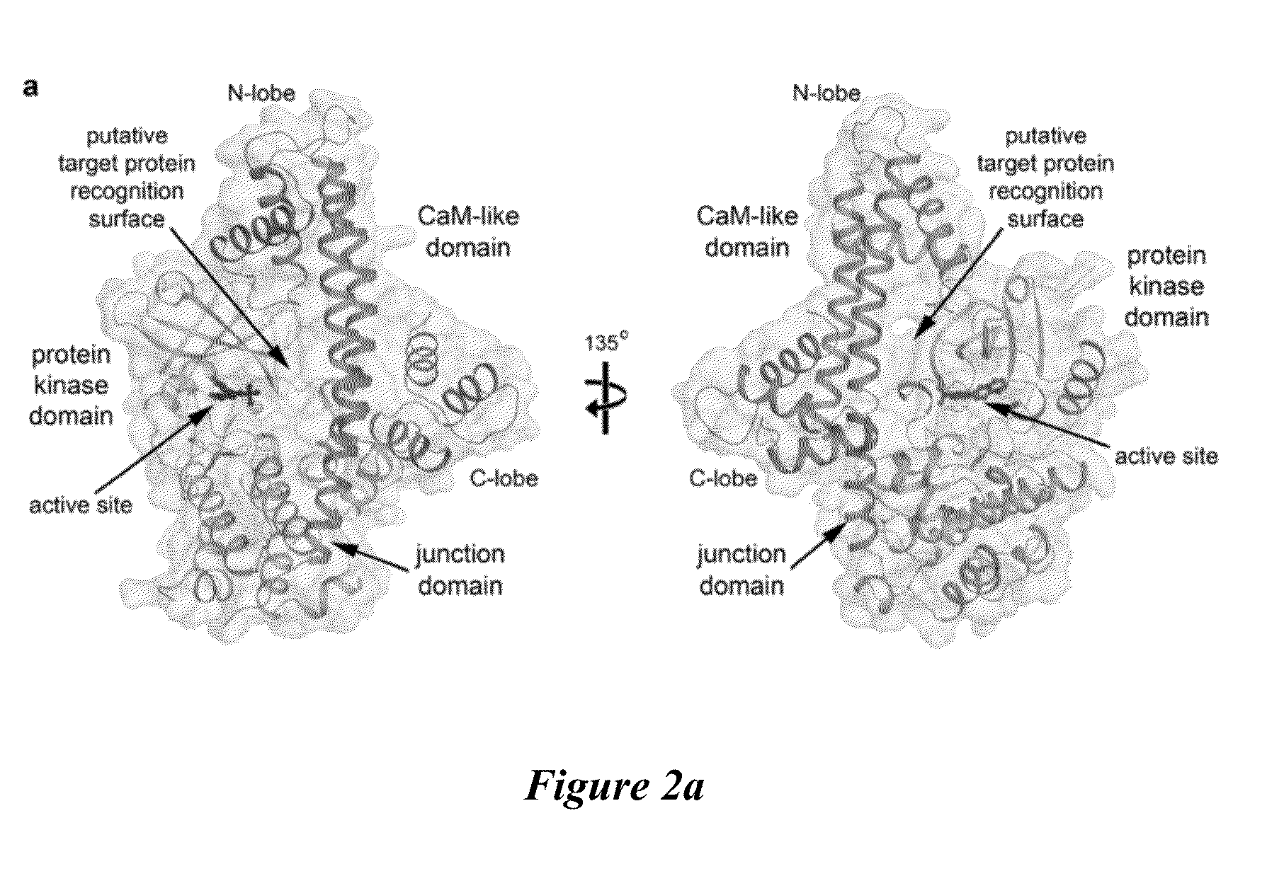 Compositions And Methods For Treating Toxoplasmosis, Cryptosporidiosis, And Other Apicomplexan Protozoan Related Diseases