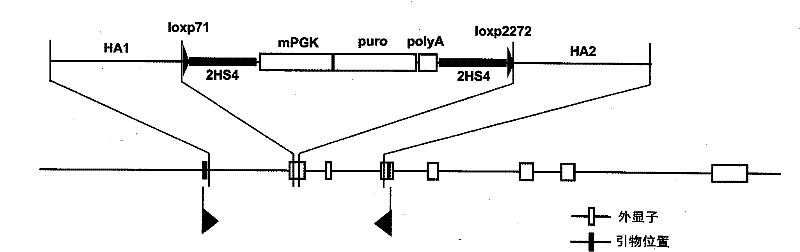 Method for genetic targeting of stem spermatogonium of poultry