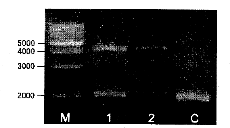 Method for genetic targeting of stem spermatogonium of poultry