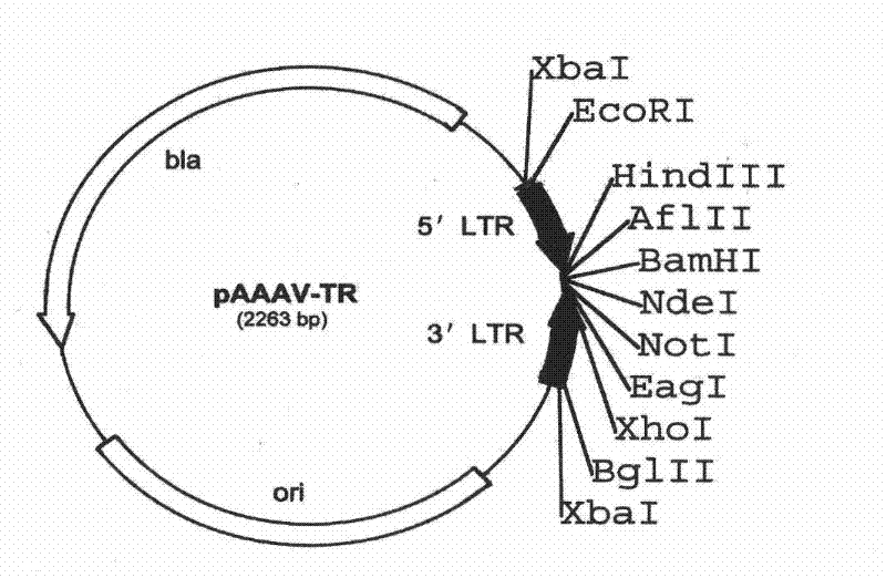 Method for genetic targeting of stem spermatogonium of poultry