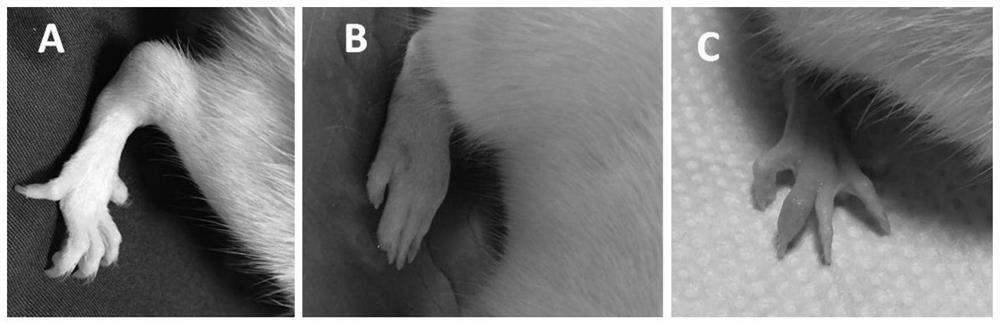 A construction method and application of a gout animal model