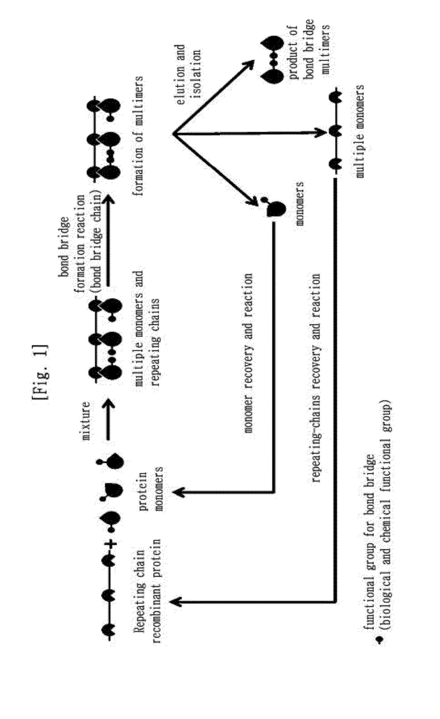 Method for manufacturing dimers and multimers by increasing the production of bond bridges in a complex of multiple monomers and repeating chains of an adherend of a type specifically adhering to monomers