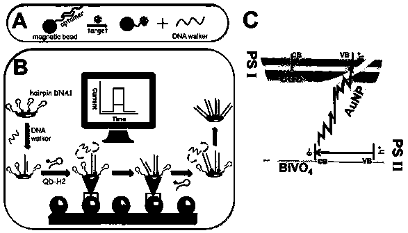 Construction of "z"-shaped optoelectronic aptamer analysis method based on dnawalker signal amplification