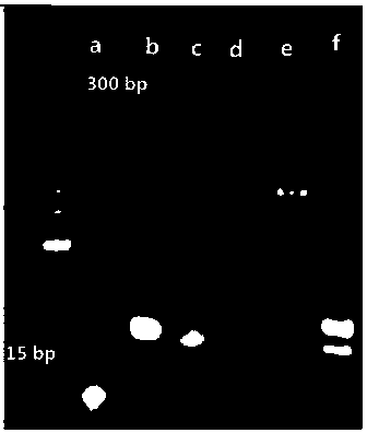 Construction of "z"-shaped optoelectronic aptamer analysis method based on dnawalker signal amplification