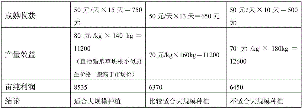 Direct-sowing film-covering high yield radix ranunculi ternati cultivation method and large-scale planting technique