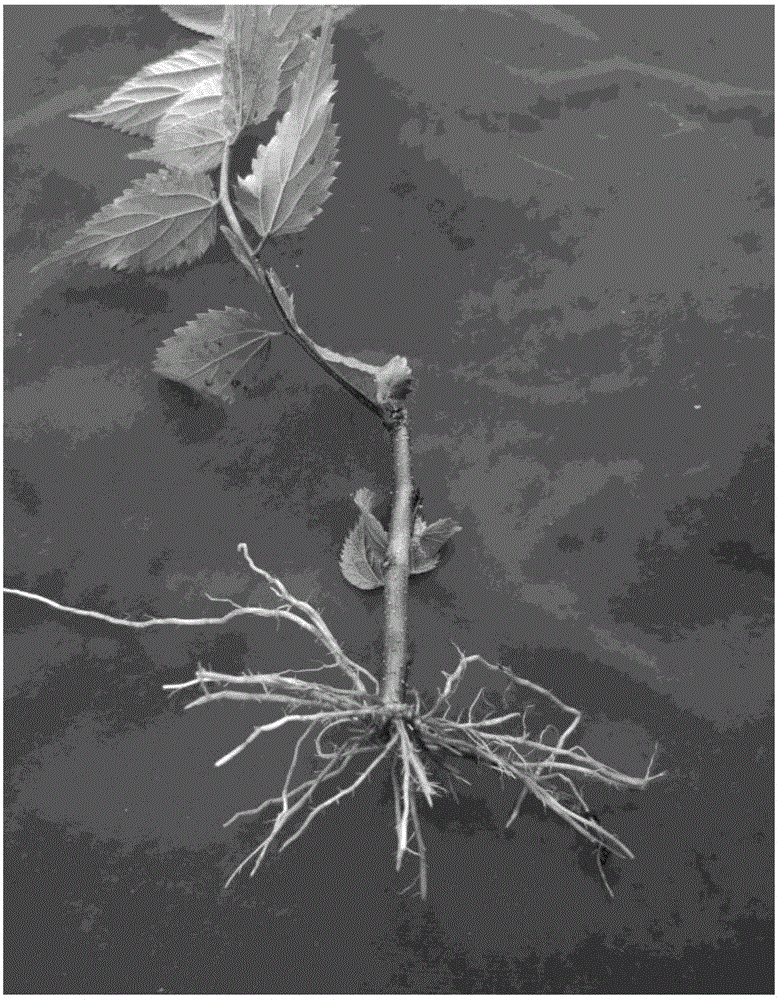 Method for industrialized cutting seedling culture of Pteroceltis tatarinowii Maxim