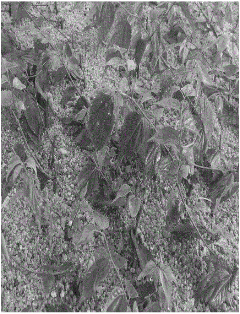 Method for industrialized cutting seedling culture of Pteroceltis tatarinowii Maxim