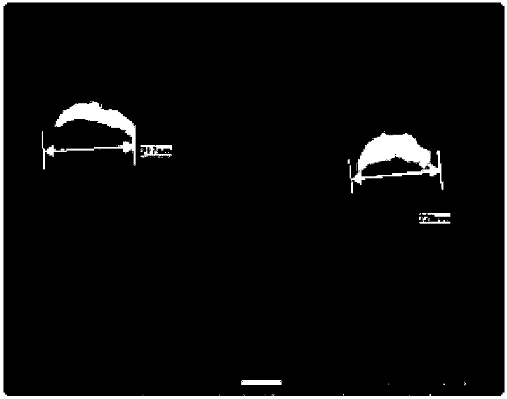 Polypeptide, polypeptide-siRNA (ribonucleic acid) induction coassembly and application thereof