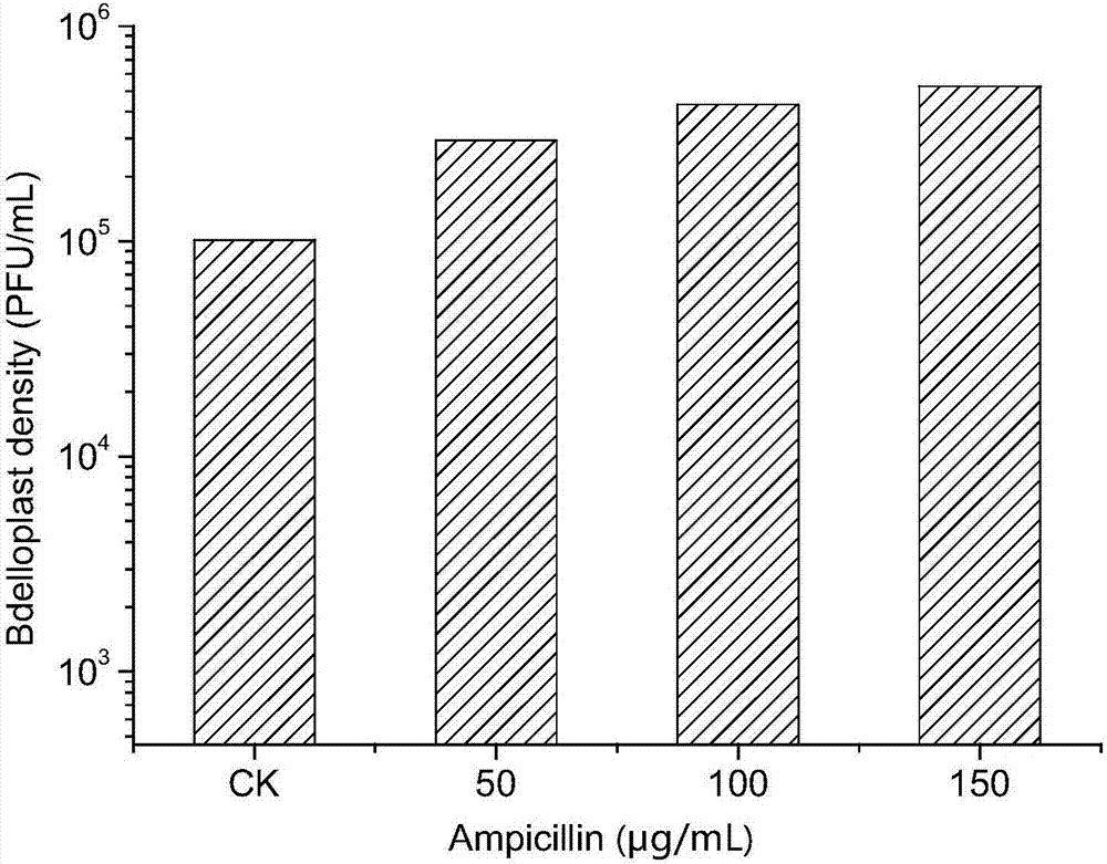 Marine bdellovibrio and application thereof in promoting formation of bdelloplast under existence of ampicillin