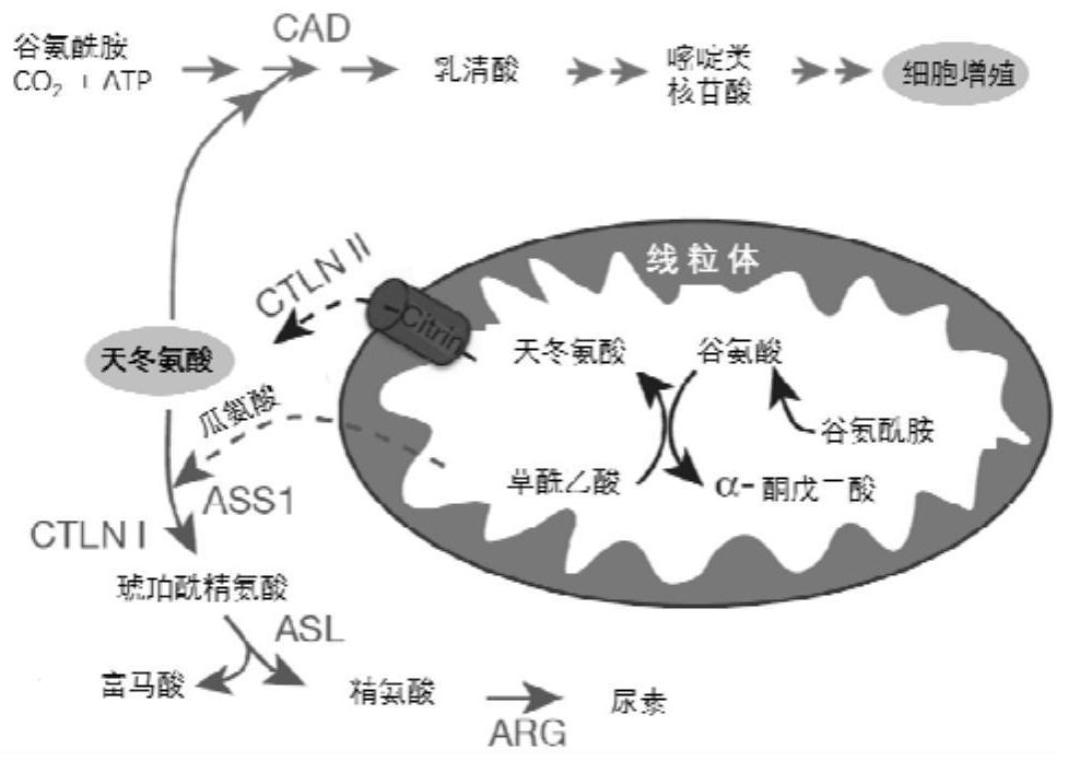 Spinosyn derivative as argininosuccinate synthetase activator and application of spinosyn derivative