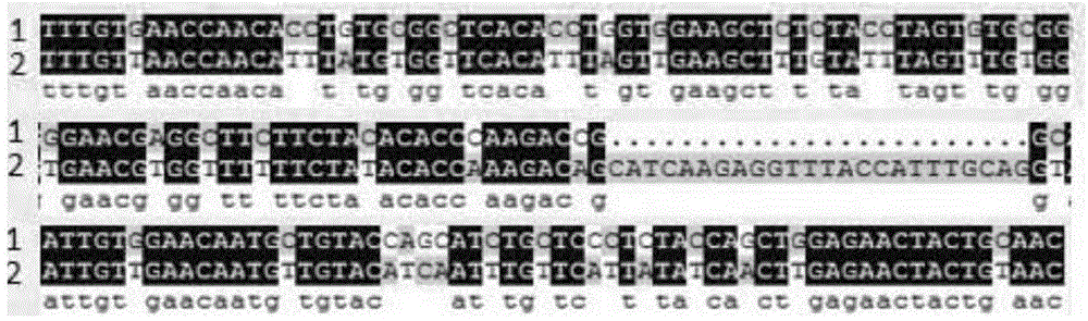 Expression method, special expression vector, engineering bacteria and application for recombinant human insulin