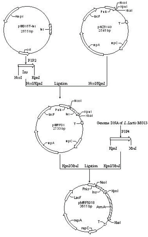 Expression method, special expression vector, engineering bacteria and application for recombinant human insulin