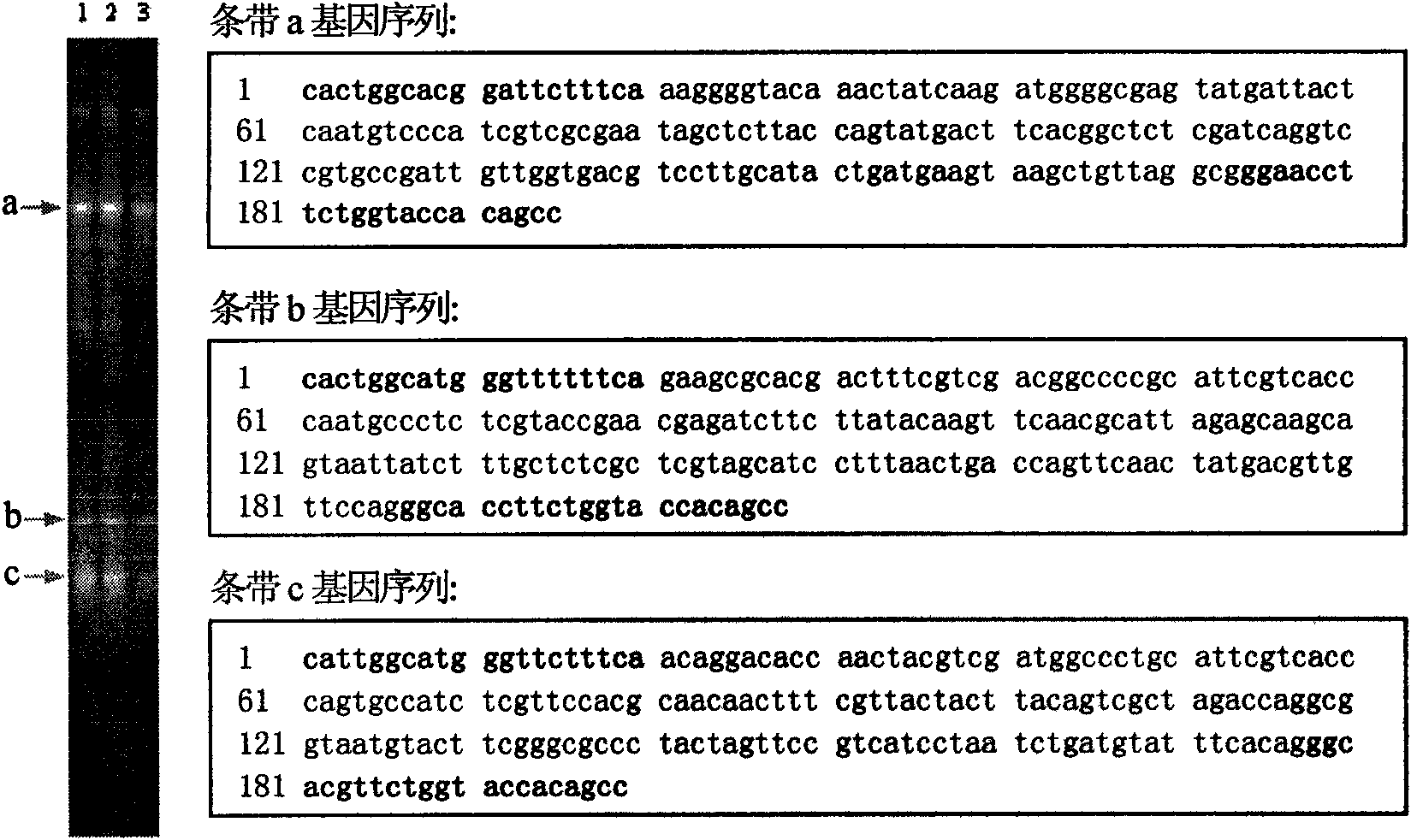 Method for analyzing diversity of biological enzyme genes in compost