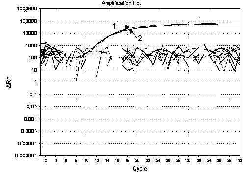 Fluorescent quantitative PCR primers and probes for porcine epidemic diarrhea viruses