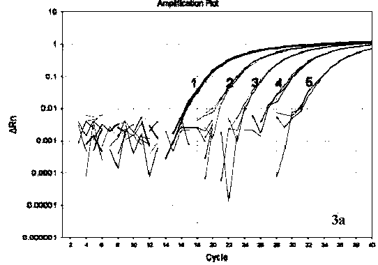 Fluorescent quantitative PCR primers and probes for porcine epidemic diarrhea viruses