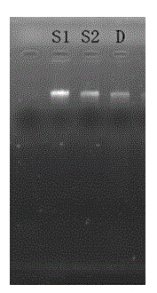 Paenibacillus polymyxa neopullulanase gene as well as method for producing neopullulanase through cloning and expression and fermentation