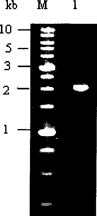 Bt protein Cry30Bal as well as encoding gene thereof and application thereof