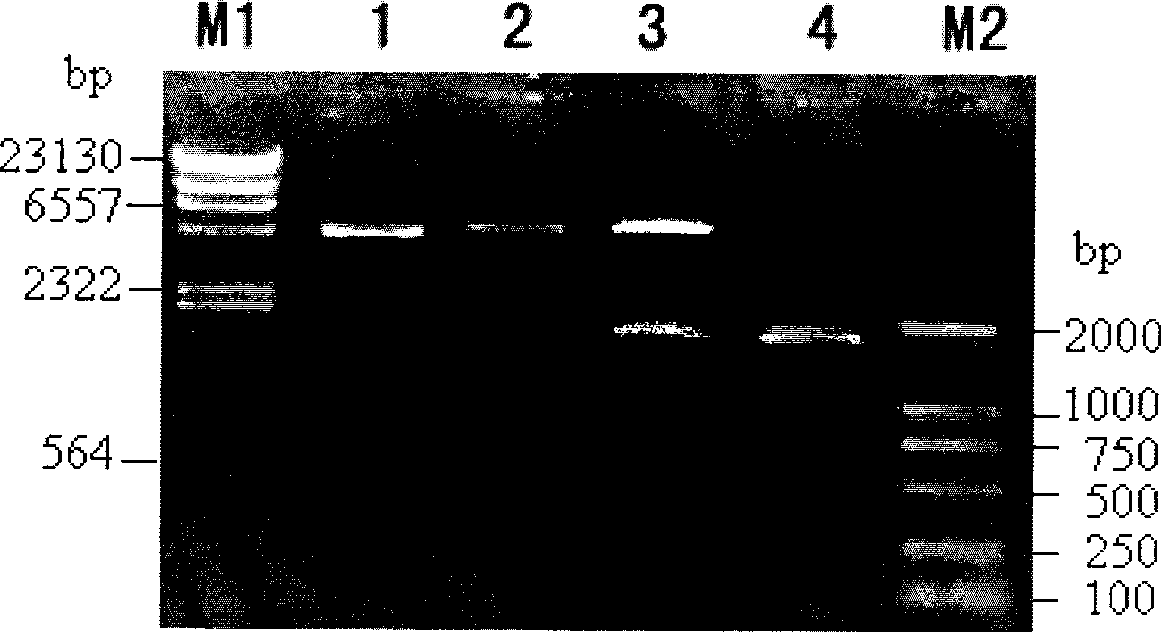 Bt protein Cry30Bal as well as encoding gene thereof and application thereof