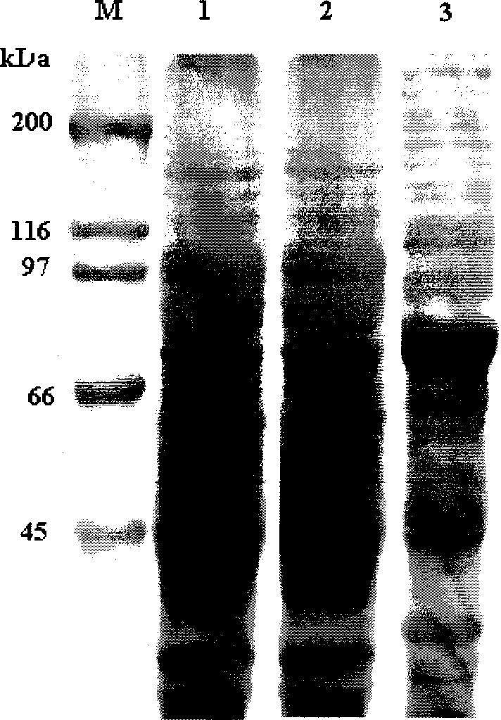 Bt protein Cry30Bal as well as encoding gene thereof and application thereof