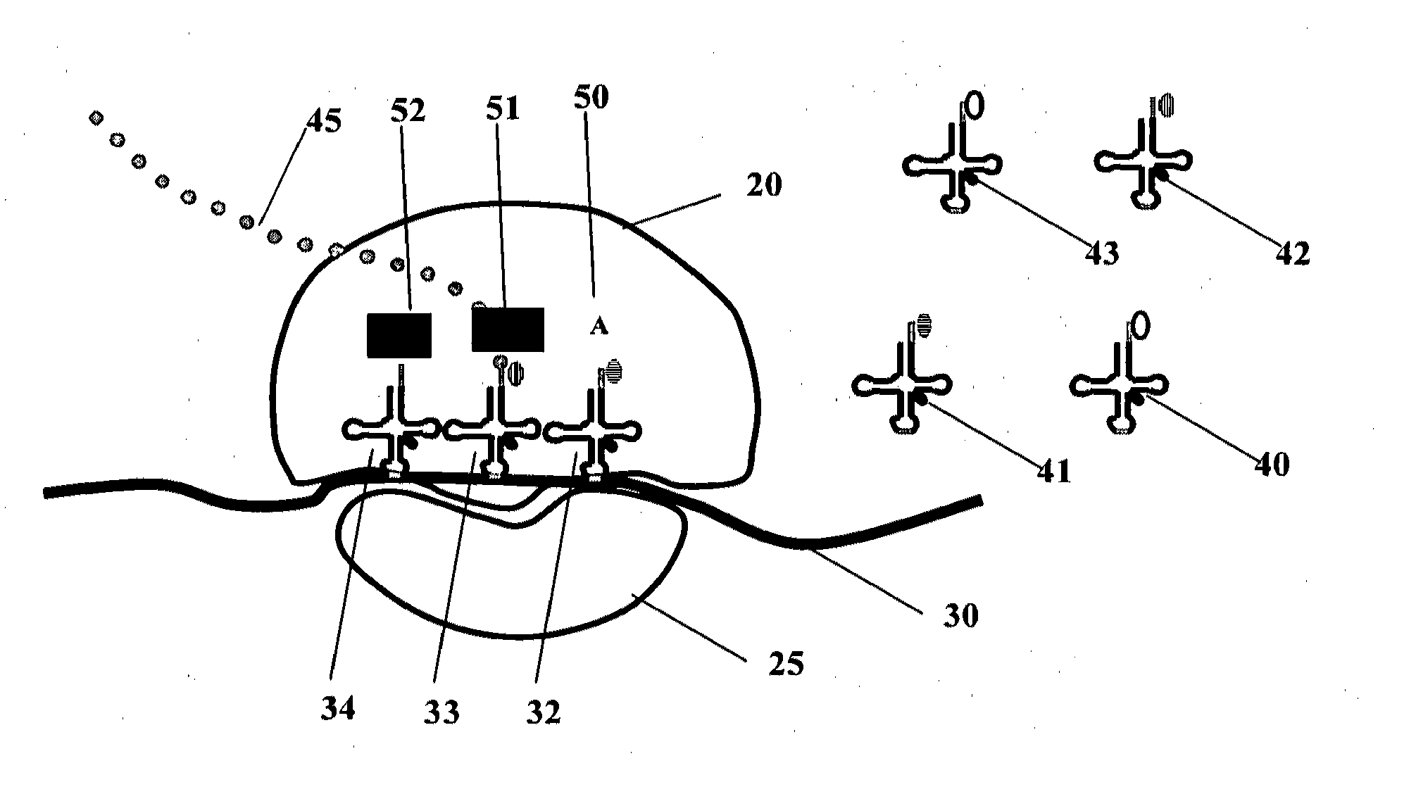 Systems and methods for measuring translation of target proteins in cells