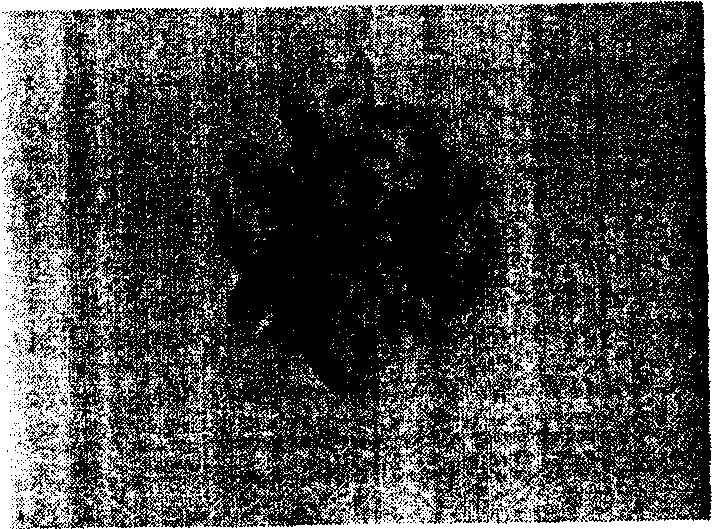 Vitrifiation freezing method for chicken embryo primordial germ cell