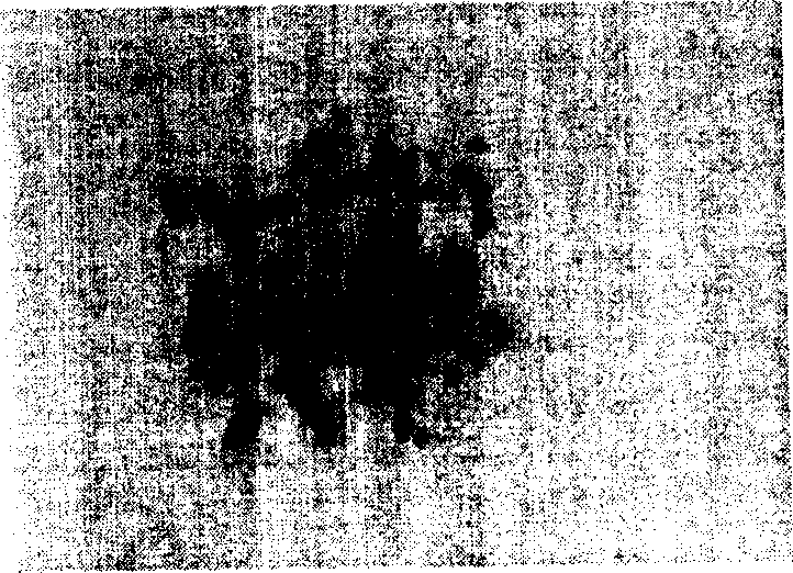 Vitrifiation freezing method for chicken embryo primordial germ cell