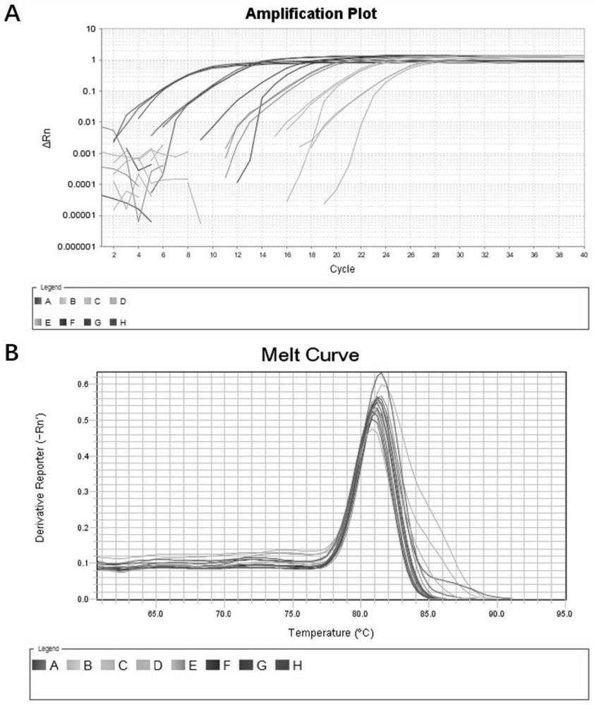 Fluorescent quantitation PCR detection primer and kit for Sf-rhabdovirus