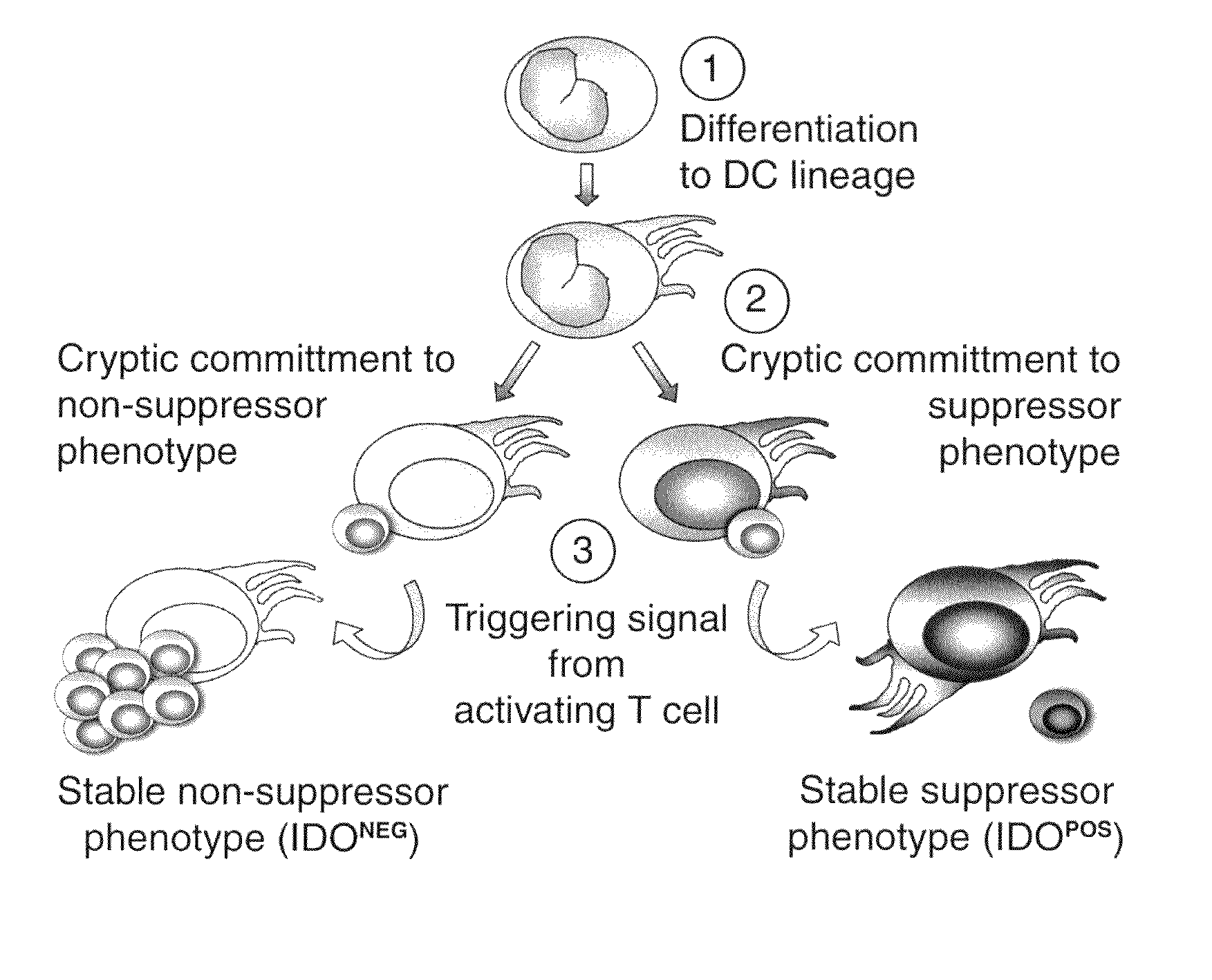 Chemokine receptor antagonists as therapeutic agents