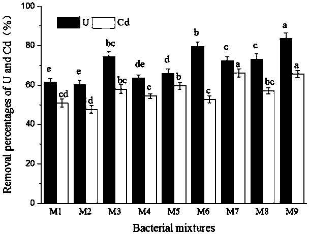 Method for repairing uranium-cadmium combined polluted soil with microorganisms