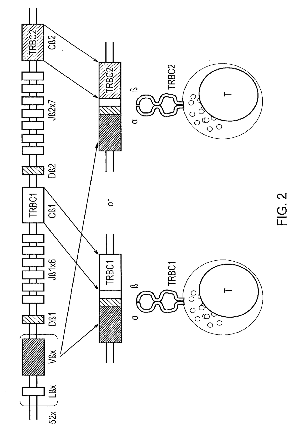 Chimeric antigen receptor (CAR) with antigen binding domains to the t cell receptor beta constant region