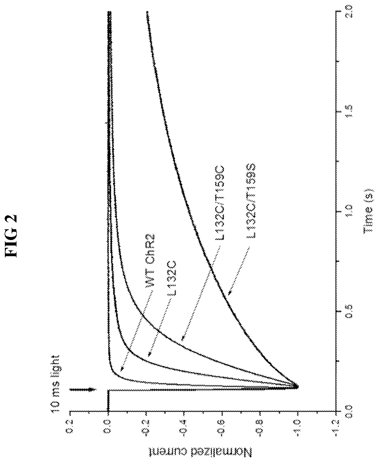 Identification of channelrhodopsin-2 (CHR2) mutations and methods of use