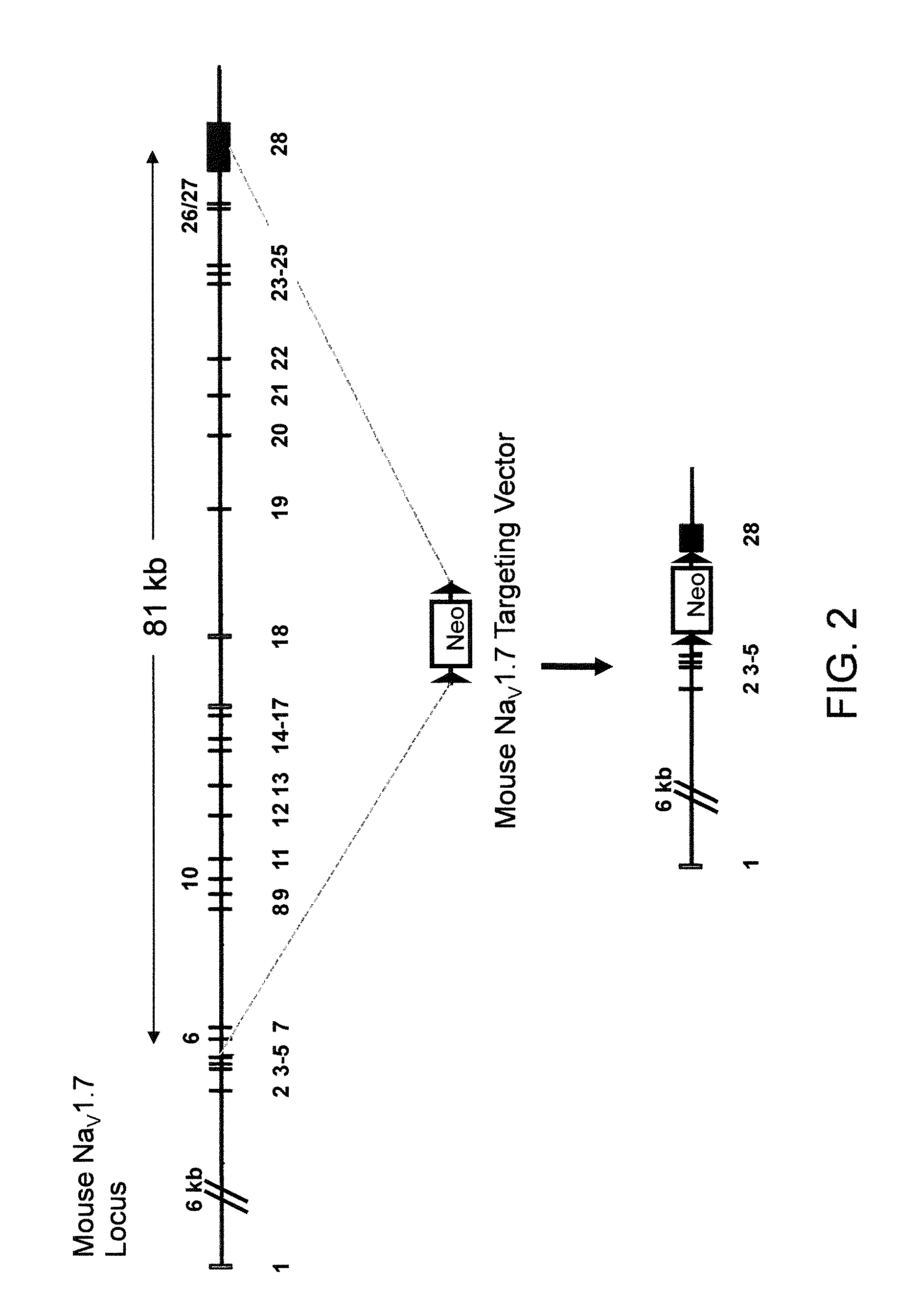 Neuropeptide Release Assay For Sodium Channels