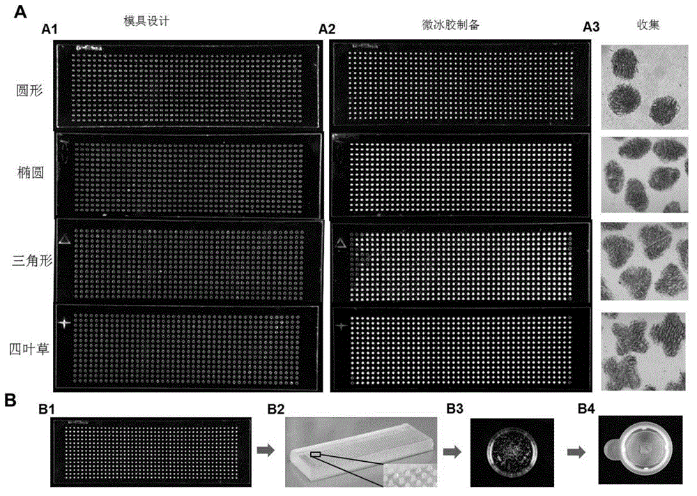 System and method for constructing injectable three-dimensional cell microenvironment based on microcryogel