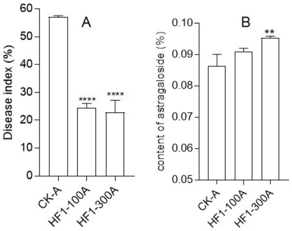 Application of bacillus subtilis HF1 to astragalus membranaceus planting