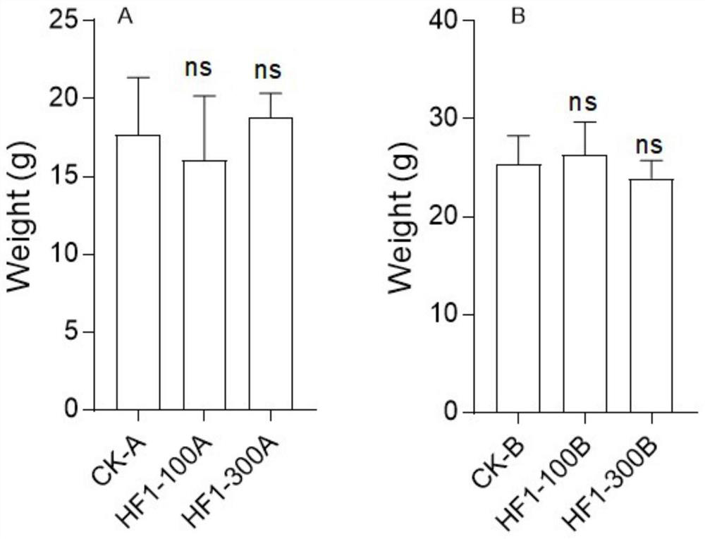 Application of bacillus subtilis HF1 to astragalus membranaceus planting